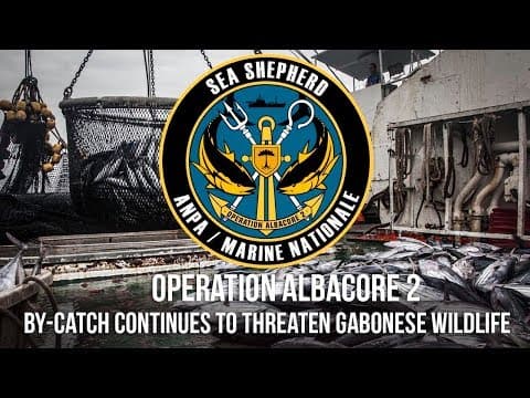 By-catch continues to threaten Gabonese wildlife