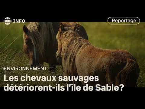 L’impact des chevaux sauvages de l’île de Sable | La semaine verte
