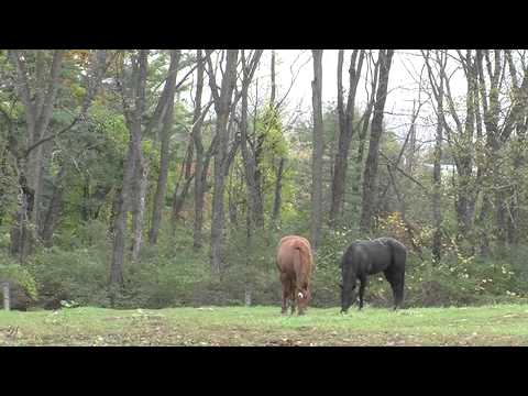 ScienceCast: Origins of the Endangered Przewalski's Horse