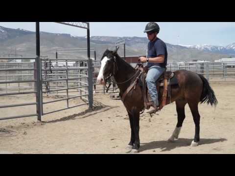 Wild Horses: Inmate Trained Mustangs Go To Work