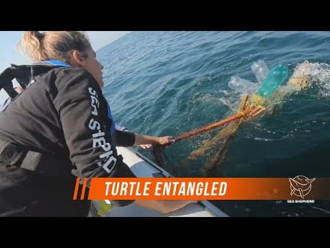 ENTANGLED TURTLE RESCUED BY SEA SHEPHERD