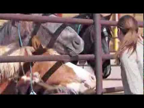 BLM wild horse adoption~ a visit to PVC