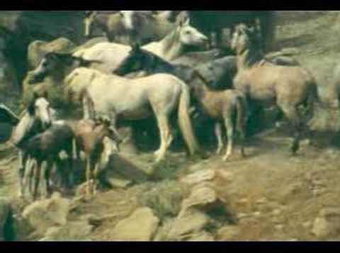 War on Wild Horses & Burros