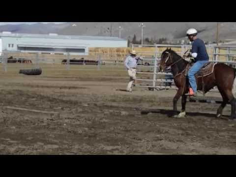 NNCC Horse Adoption - Super Four - #4015