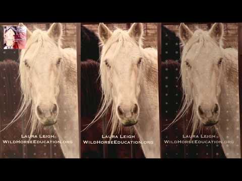 WHEgoLIVE: BREAKING NEWS! Wild Horses at Risk of Slaughter~Interview w/ Laura Leigh