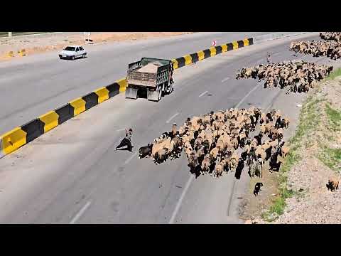 از قشلاق تا ییلاق با عشایر تورک قشقایی. From Winter- to Summer- pastures with Qashqai Turk Nomads