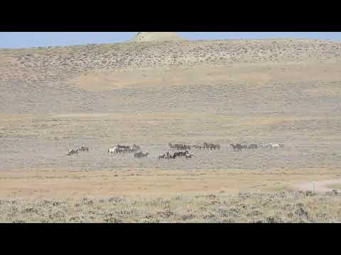 North Landers Complex, WY BLM Wild Horse Round-Up 7/1/24 Video 12