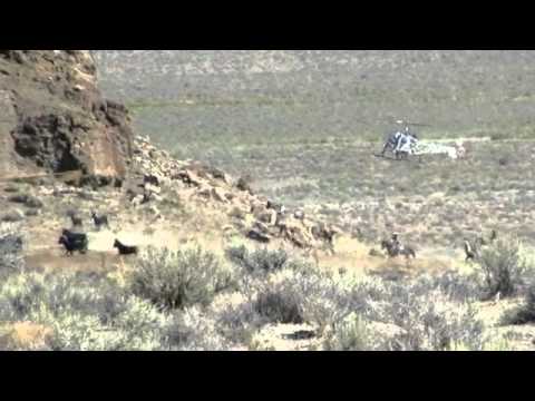 BURRO ROUNDUP AND ESCAPE ATTEMPT IN TWIN PEAKS, CA