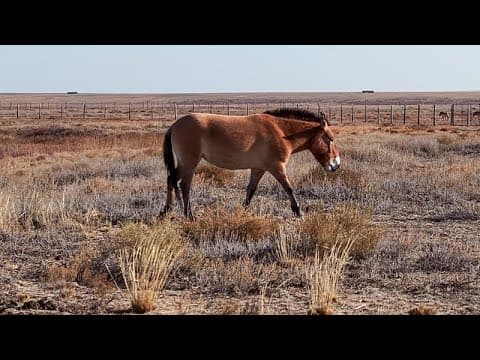 Kazajstán recupera sus caballos de Przewalski, en peligro de extinción