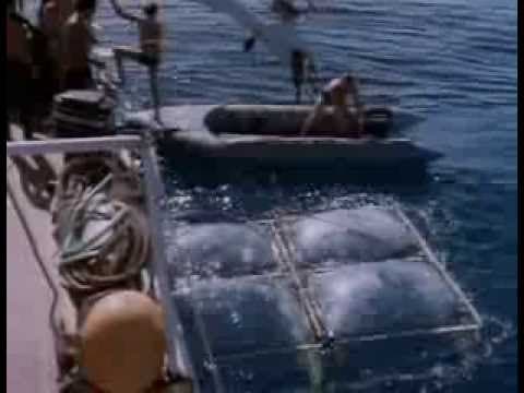 La Collection Cousteau 69/90 - Les requins (1967)