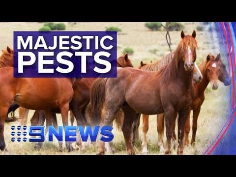 Heated debates over culling of wild brumbies | Nine News Australia