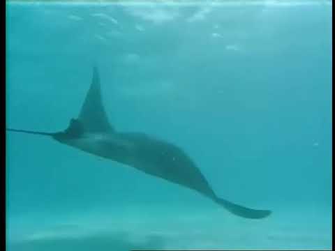 E32 The Sleeping Sharks of Yucatán - The Undersea World Of Jacques Cousteau - 6 April 1975