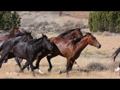 Wild Horse and Burro Adoption, Bureau of Land Management