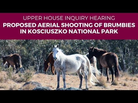 Public hearing - Proposed aerial shooting of brumbies in Kosciuszko National Park - 5 February 2024