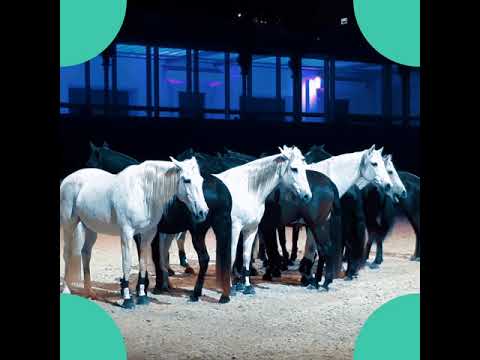 Grand Saut Hermès 2019 in Grand Palais nave (Nicolette Larson / Lotta Love)