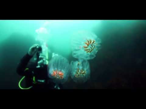 "Exploring the Abyss: Jacques-Yves Cousteau and the Aqua-Lung Revolution!"