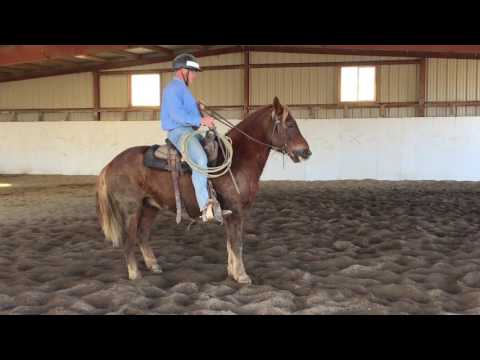 NNCC Saddle Horse Adoption Feb 2017 -- PORKCHOP #9752