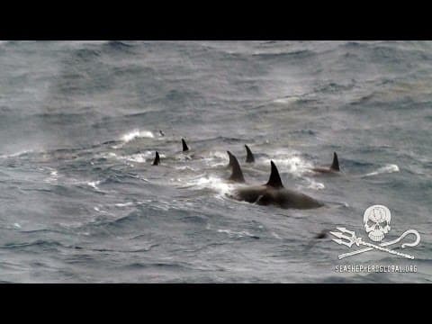 Crew of the Bob Barker encounter rare "Ecotype D" Orcas