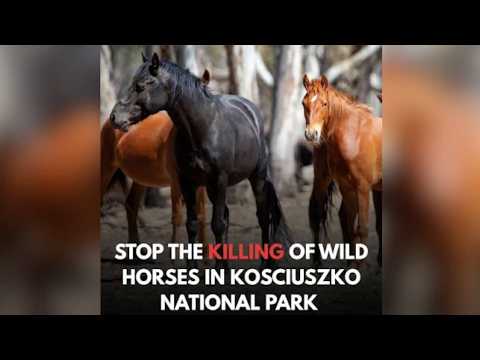 Brumby Cull in Kosciuszko National Park with Sarah Michaels, from the Brumby Action Group.