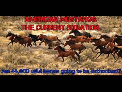 BLM Advisory board votes for recommendation of Euthanasia: The Current Mustang Situation.