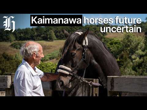 Kaimanawa horses’ future uncertain as muster delayed amid DoC NZDF talks