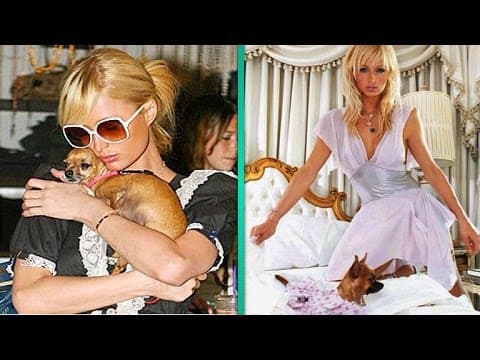2004 - Tinkerbell, the chihuahua who started a trend, goes missing