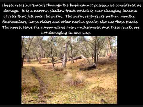 National Parks and Wildlife Services - Brumby Culling Plan 2013