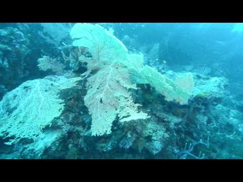 Diving Gizo, Solomon Islands. September 2014