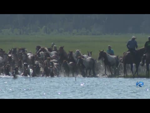 101st Chincoteague pony swim a treat for viewers