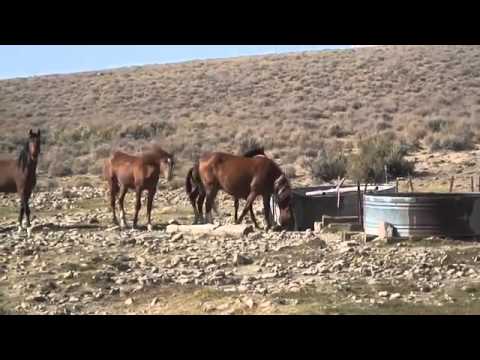 Tri-State-Calico Complex Wild Horse & Burro Gather