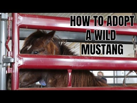 How To Adopt a Wild Mustang