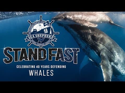 Stand Fast: 40 Years Defending Whales