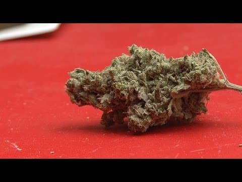 High Times Cannabis Cup Amsterdam 2013, day three
