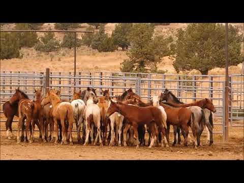Burns-Oregon Wild Horses awaiting adoption or freedom to be granted at risk to be sold to slaughter