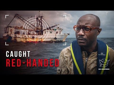 Shrimp Trawler Caught Red-Handed
