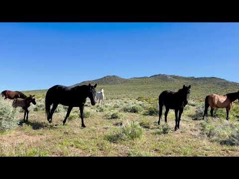 Wild horses on the range #wildhorses #horse #savewild #wildontherange #wildhorseconservation