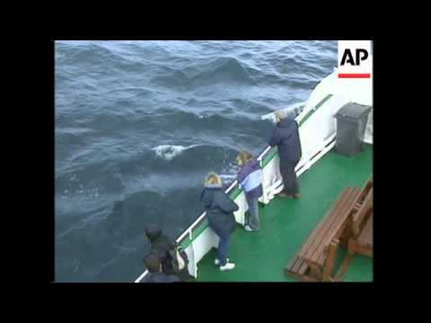 VOICER Iceland prepares for limited resumption of whaling