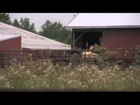 Canada's Dirty Little Secret - Canadian horse slaughter industry