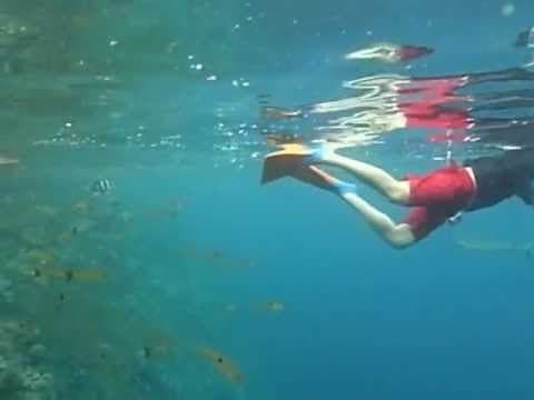 Snorkeling With Sharks (2) - Welcome Jetty - Uepi Island - Solomon Islands