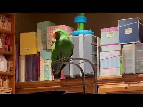 DJ the Solomon Islands Eclectus Parrot Talks