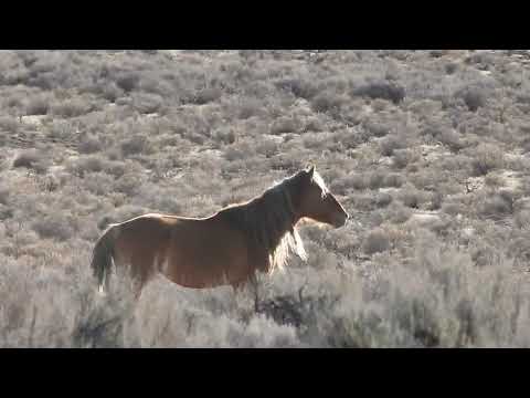 This Land Belongs to You and Me - Scene and Herd Wild Horses