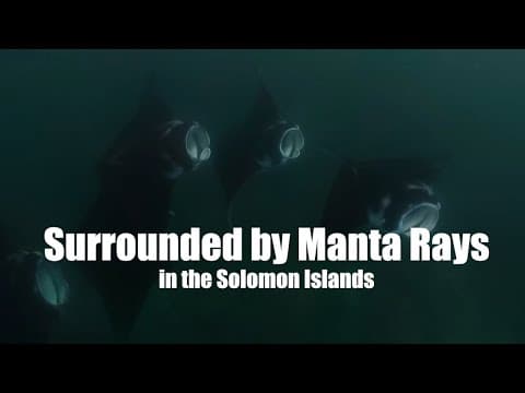 Manta Rays at Uepi, Solomon Islands