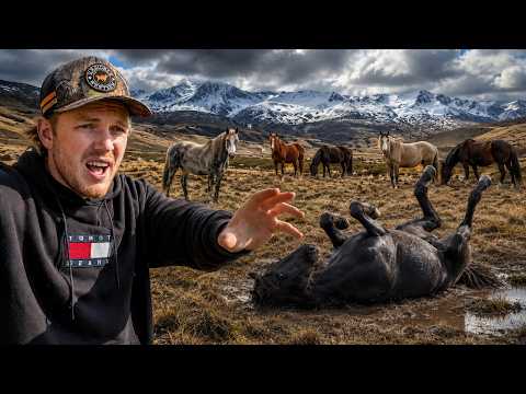 I Spent 48 Hours Investigating Australia's Wild Brumby Cull