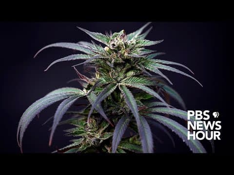 PBS NewsHour: scientists rush to study cannabis and the brain