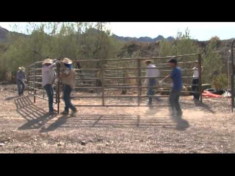 Wild Burro Gather: Cibola-Trigo HMA