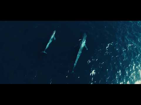 Video shows how Sea Shepherd is helping Gabon combat illegal fishing