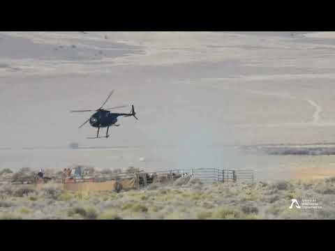 Final Week of Triple B Complex Wild Horse Roundup