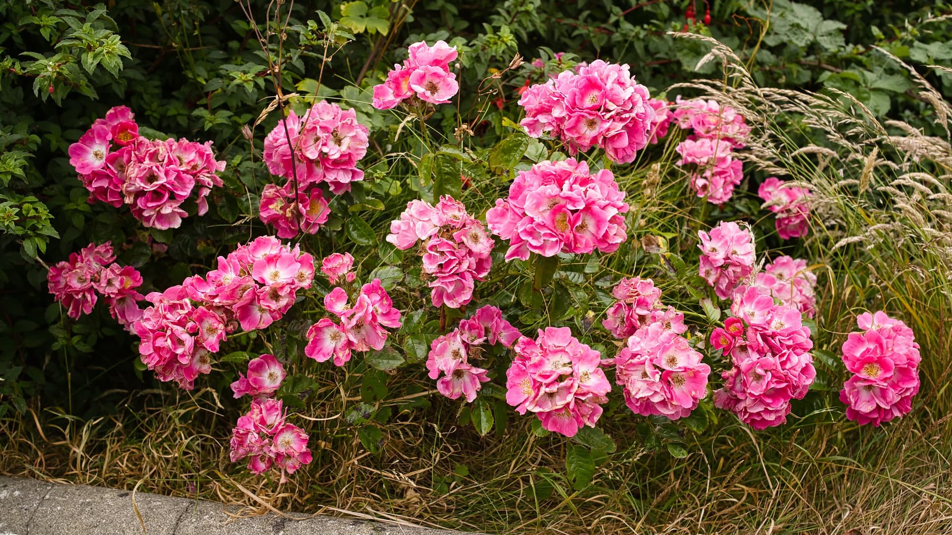 Flowers on Bradda East