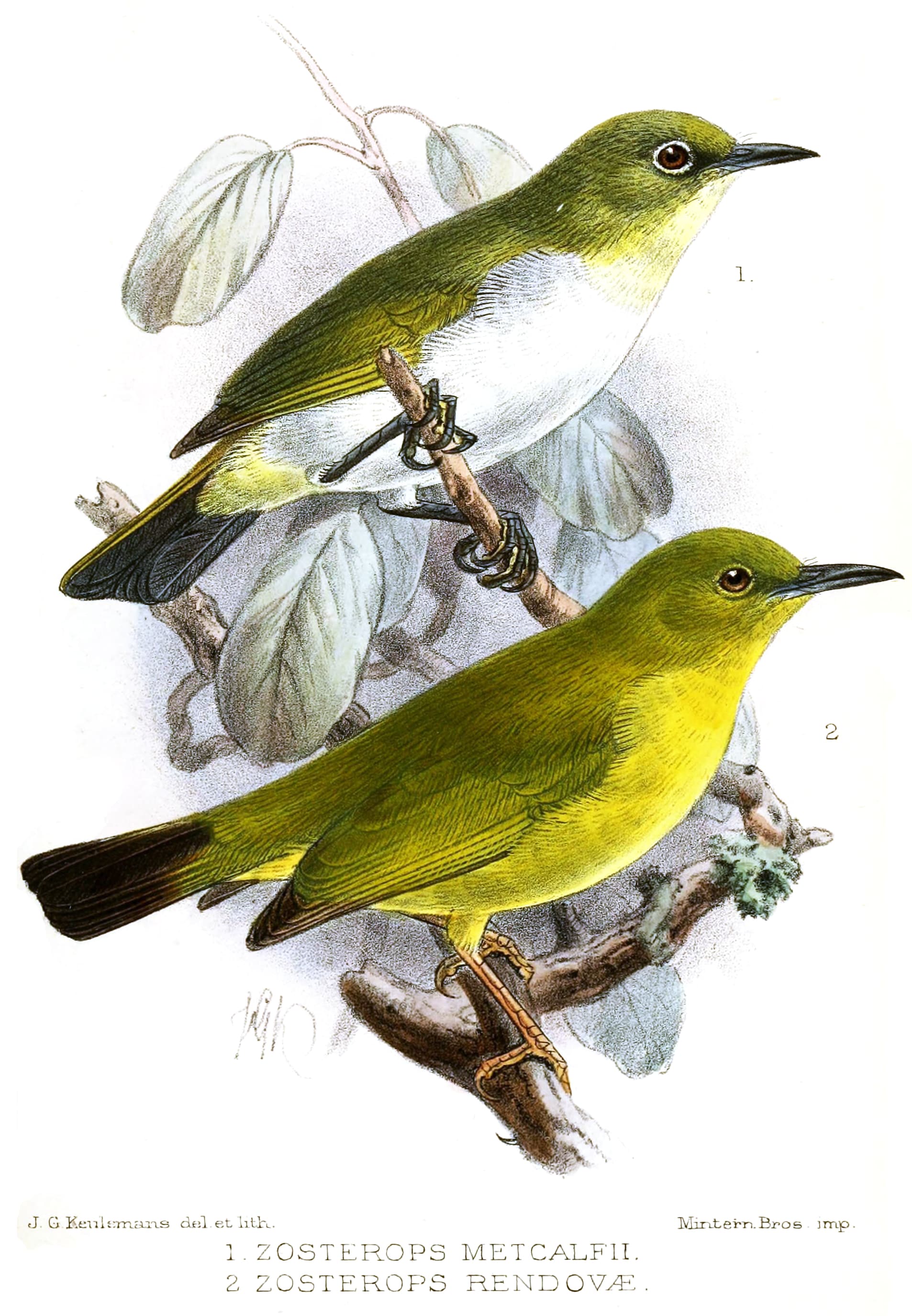 White-eye, illustrated by Keulemans, New Georgia