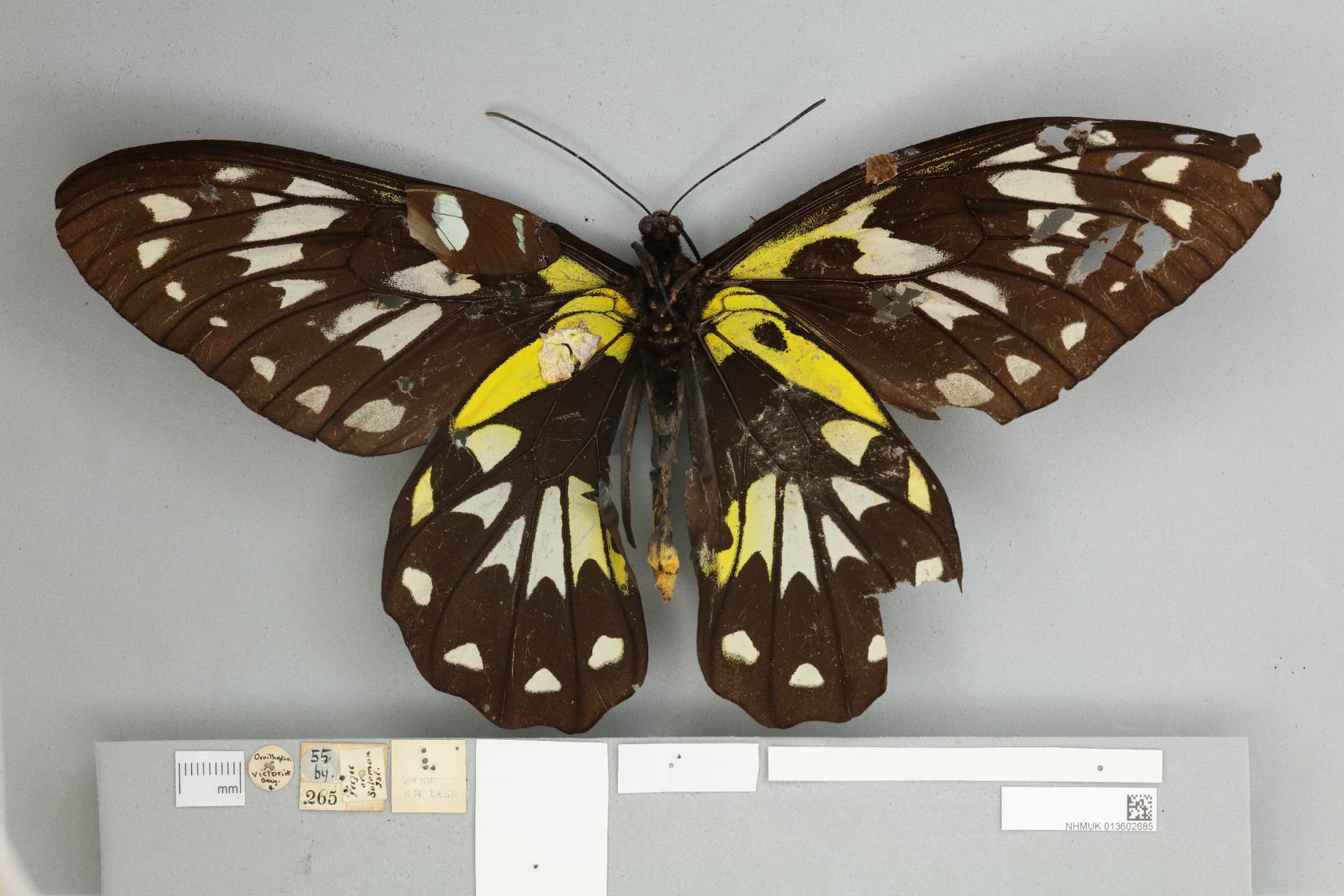 A ventral image of Victoria's Birdwing Butterfly, Ornithoptera victoriae, Gray, 1856